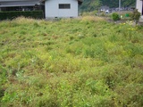 広い庭